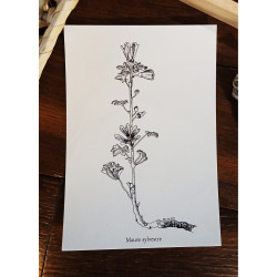 Mauve sylvestre - Carte postale