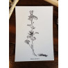 Mauve sylvestre - Carte postale
